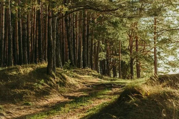 Cloud-Native Microservices vs. Monolithic Java